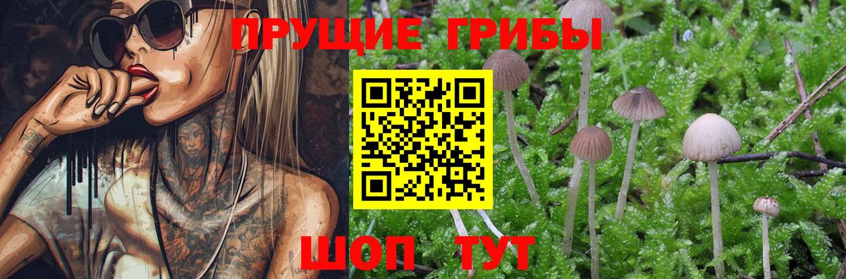 Галлюциногенные грибы Psilocybe  купить  цена  Мичуринск  Вход с VPN  Галлюциногенные грибы Magic Shrooms 